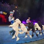 Perfoming poodles, they dance to ?Uptown Funk,? remain a part of Ringling Bros. ?Circus XTREME.?