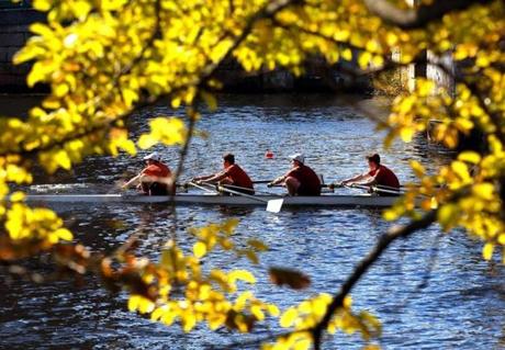 A view of the famed regatta from the shore of the Charles River.
