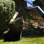 30socohasset - The state Division of Fisheries and Wildlife advise against hanging bird feeders this time of year, to keep bears like this one away from humans. (MassWildlife)