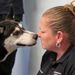 BOSTON, MA - 10/25/2016: NOSE TO NOSE SARAH with Mandy Jenner a staff member with the City of Boston Animal Control Shelter & Adoption Center. An 11-month husky dog named Sarah was picked up Monday night at North Station after a man was arrested for beating the dog. (David L Ryan/Globe Staff Photo) SECTION: METRO TOPIC 26dog