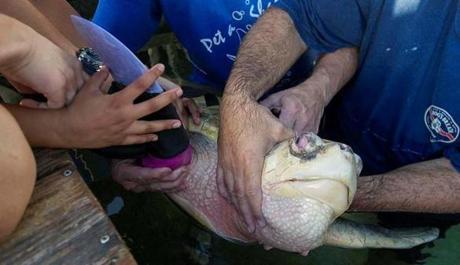 Lola, a highly-endangered Kemp?s ridley sea turtle, was outfitted with prosthetic flipper designed and built by three engineering undergrads at WPI. 
