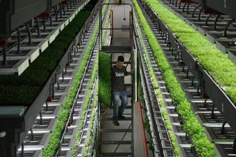 A worker at FarmedHere, an organic hydroponic ?vertical farm? near Chicago, carried arugula that is ready to be packaged.
