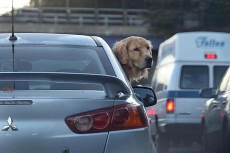 Newton, MA., 10/31/16, A Golden Retriever seems at peace with the usual morning rush hour whiched seemed no worse than usual on the Massachusetts Turnpike heading towards Boston. Traffic was mostly easy during rush hour on the Massachusetts Turnpike at the Allston Brighton tolls where demolition of the toll booth is taking place. Suzanne Kreiter/Globe staff

