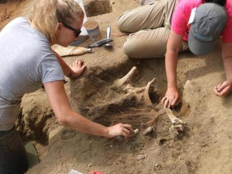 23pilgrims - David LandonÕs research team was cautiously optimistic that they had found a location inside the original Plymouth settlement walls. And then they found the remains of this calf, which UMass Boston students have affectionately named ÒConstance.