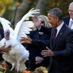 President Obama pardoned the national Thanksgiving turkey Wednesday. 