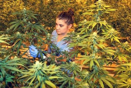 Barring any unforeseen snafu, possessing, using, and home-growing marijuana will be legal on Thursday.
