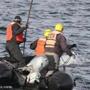 A team rescued the whale near Boston Sunday morning. 