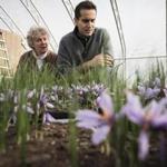 27saffron - St. Albans, Vermont- Thursday, November 10, 2016. Margaret Skinner and Arash Ghalehgolabbehbahani of UVM are leading an experiment to see the viability of growing saffron at their plot in St. Albans on Thursday. (Ian Thomas for The Boston Globe)
