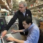 Harvard stem cell scientist Doug Melton, standing, in his lab with post-doc Peng Yi, the lead author of the retracted diabetes paper.