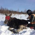 11moose - Moose being captured for a tick count. (Native Range Inc.)