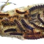 Gypsy moth caterpillars devoured trees across more than 100,000 acres in large swaths of Massachusetts last year.