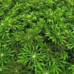 Marijuana plants. 