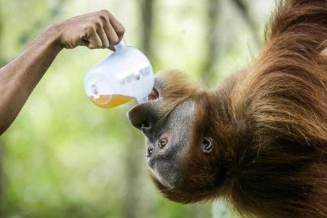 A Sumatran Orangutan is given medicine by staff at the Sumatran Orangutan Conservation Program (SOCP), at the Jantho Reintroduction and Quarantine Station in Jantho, Aceh Besar, Indonesia, Sept. 21.
