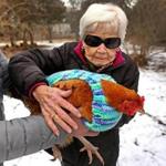 MILTON, MA - 2/02/2017: Rosemary Gelep (cq) learns how to hold a chicken. A group of elderly women knitters from the Fuller Village housing complex have knitted sweaters for Wakefield chickens, roosters and hens. They are a breed native to Malaysia and they shiver even in August. (David L Ryan/Globe Staff Photo) SECTION: REGIONAL TOPIC xxsosweater