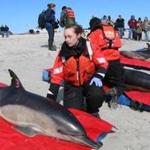 Seven dolphins were rescued on Cape Cod, including two pregnant dolphins, before being released.