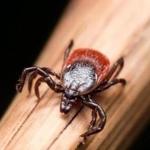 Many variables affect tick population size,
but even one tick still poses risks.
