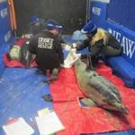 Rescuers worked with two dolphins that were found stranded Sunday off the Barnstable coast.