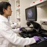 Xiaolei Yin examined cellular samples Monday at Frequency Therapeutics Inc.'s shared lab in Cambridge.