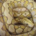 A 5-foot reticulated python was found in a drawer at the Marriott Residence Inn on Plantation Street last week. 