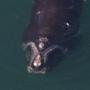 A North Atlantic right whale was spotted feeding in Cape Cod Bay.