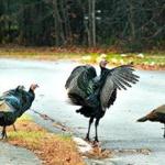 Wild turkeys had the run of Pudding Brook Drive in Pembroke. 