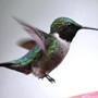 A hummingbird hovered over a feeder in a Pembroke backyard. 