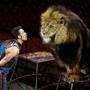 Animal trainer Alexander Lacey performed with Maasai the lion at the Ringling Bros. and Barnum & Bailey circus at the Nassau Coliseum in Uniondale, New York.
