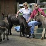 Megg and Ted Hoffman sat with their three remaining donkeys. 