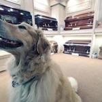 Tucker, a golden retriever, has been comforting mourners at Gately Funeral Home in Melrose for nine years.