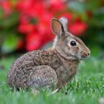 A rabbit ran across the sidewalk at the State House.