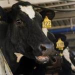 Harvard University?s investment team knew little about milking cows when they swooped in and bought a 4,350-acre dairy operation in New Zealand in 2010 for about $25 million.