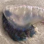 Portuguese man-of-wars ? venomous, jellyfish-like creatures ? have been found on Seagull Beach in Yarmouth.
