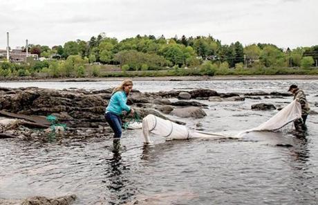 Jessica Card (left) tends her net in the Penobscot River, with help from Julie Keene. Baby eels changed the women?s financial fortunes after the price skyrocketed several years ago.
