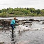 Jessica Card (left) tends her net in the Penobscot River, with help from Julie Keene. Baby eels changed the women?s financial fortunes after the price skyrocketed several years ago.