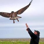 Alan Hinde captured an injured southern bald male eagle on June 26 in Winthrop harbor. 