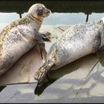 The Woods Hole Science Aquarium is mourning the loss of its two beloved harbor seals, Bumper (left) and LuSeal.