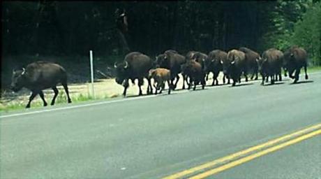 Gilford NH 7/18/17 A herd of bison running loose in Gilford NH. Photo courtsey Margaret Marceau
