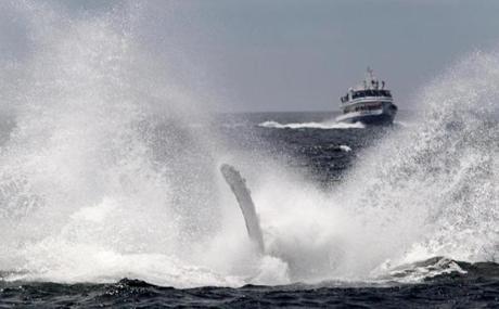 Humpback whale's right pectoral flipper is raised as it falls back into the water, in this spin breach, in the southeast corner of Stellwagen Bank.
