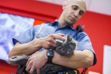 Massachusetts State Trooper John DeNapoli held a long-haired house cat he rescued from the median on Interstate 93.
