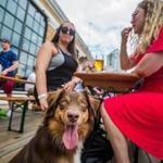 Emily Bordenski (left) and Betsy Meharg sat with Oswin during a ?yappy hour? at Dorchester Brewing Company. 