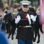 US Marine veteran Lance Corporal Jeff DeYoung carries Cena a 10-year-old black lab who was a military service dog, aboard the LST 393 where he was put down on Wednesday, July 26, 2017 in Muskegon, Mich. Cena was diagnosed with an aggressive form of bone cancer after DeYoung noticed he wasn't putting weight on his front left leg.