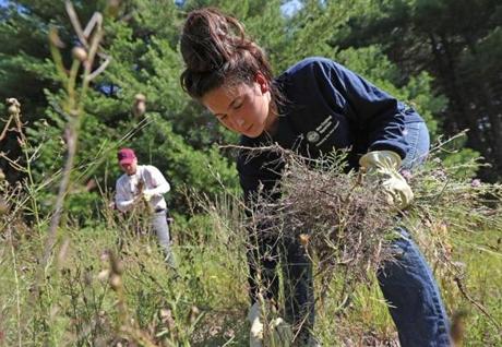 Theresa Meehan of Sudbury picked up some spotted knap weed as part of a volunteer effort to clean up Assabet National Wildlife Refuge.

