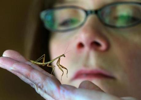 Christine Helie raised 200 baby praying mantises that she found in egg sacs in April.
