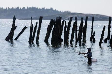 Chad Costello tried his luck near old wharf pilings off Popham Beach in Maine. 

