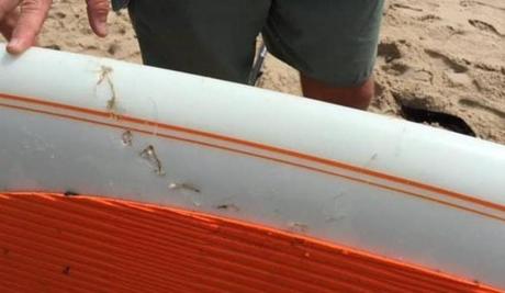 According to the Cape Cod National Seashore, a shark bit into a standup paddleboard around 10 a.m.
