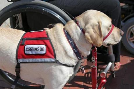 Advocates are pushing for a bill that would impose fines on people who present their pets as service animals when they aren?t properly trained.
