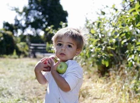 North Andover, MA: 9/2/17 Nathan Benetti, 21 months, of Andover, holds on to some apples he picked at Boston Hill Farm. Photo/Mary Schwalm for The Boston Globe story/Brion O'Connor (17zoapplesnorth)

