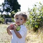 North Andover, MA: 9/2/17 Nathan Benetti, 21 months, of Andover, holds on to some apples he picked at Boston Hill Farm. Photo/Mary Schwalm for The Boston Globe story/Brion O'Connor (17zoapplesnorth)