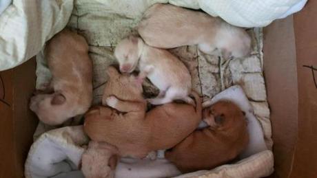 Six puppies that were left for dead in an Uxbridge river Sunday are doing well, ?considering the circumstances,? police said. 
