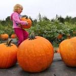 Anna Turbide,  4 from Harvard picked her favorite pumpkin from the pumpkin patch at Shelburne Farm. 